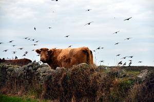 Regard de bovin sous les oiseaux — Photographie numérique