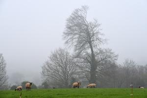 Moutons au paturage brumeux — Photographie numérique