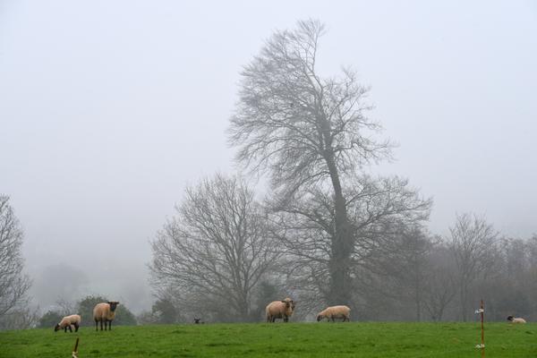 Moutons au paturage brumeux — Photographie numérique par Christian Ragaine, Cherbourg en Cotentin