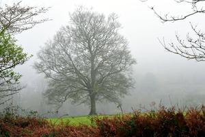 Le pré dans la brume — Photographie numérique