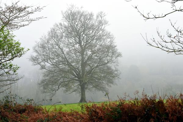 Le pré dans la brume — Photographie numérique par Christian Ragaine, Cherbourg en Cotentin
