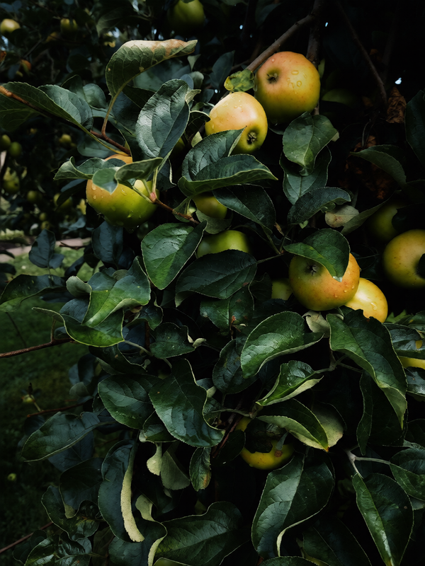 Golden Harvest — Photography by Nadine Senior