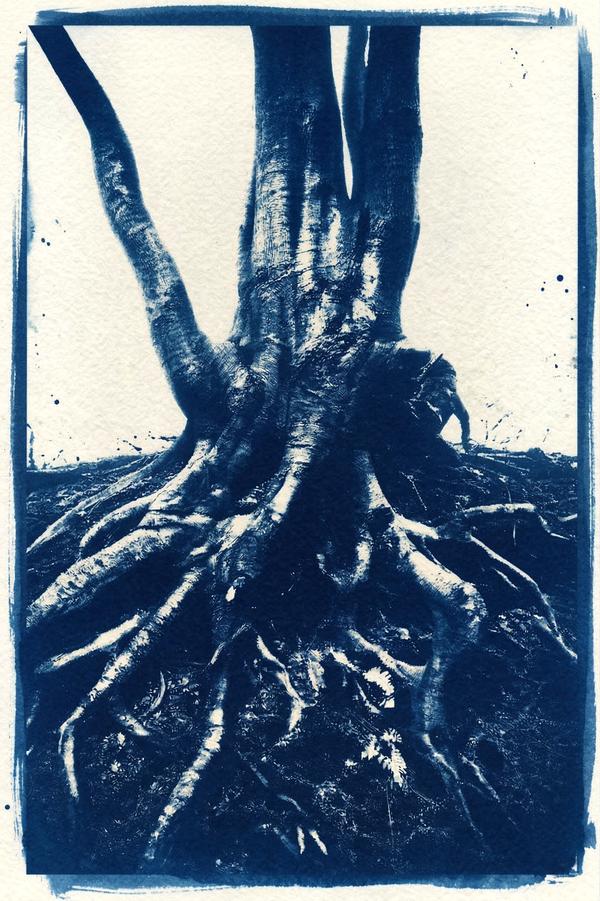 Le Souffle du Cyan — Cyanotype par antoine marelle, meung sur loire