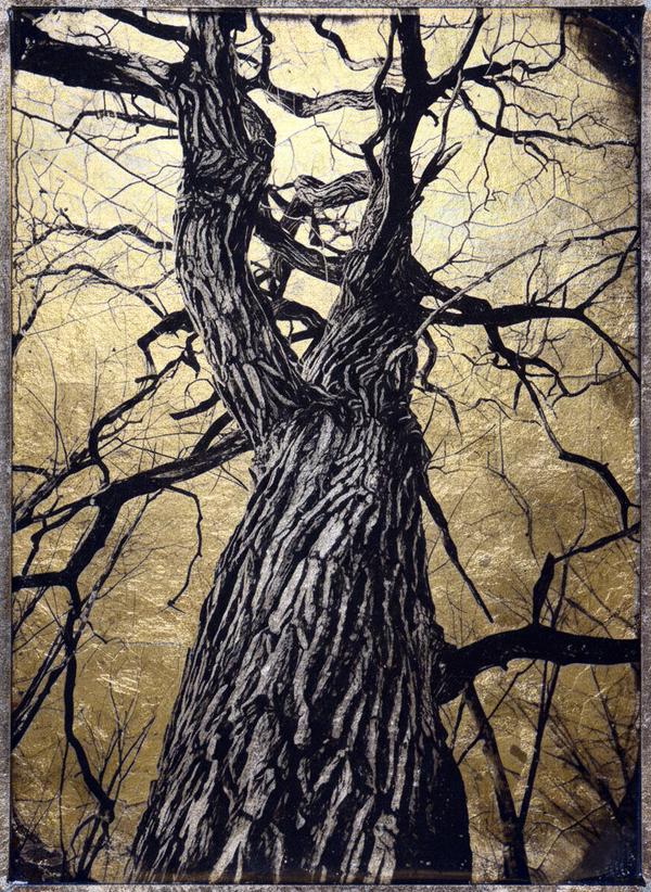 Contre-jour Solaire — Photographie numérique par antoine marelle, meung sur loire