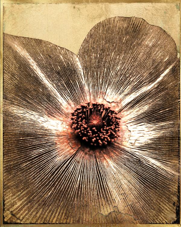 Le Cœur de l’Éphémère — Art numérique par antoine marelle, meung sur loire