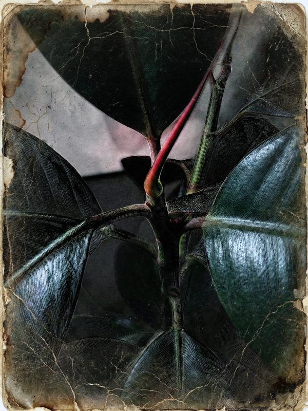 L'Éveil de la Sève — Photographie numérique par antoine marelle, meung sur loire