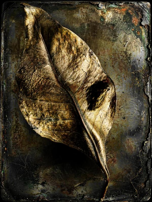 Daguerréotype Végétal — Art numérique par antoine marelle, meung sur loire