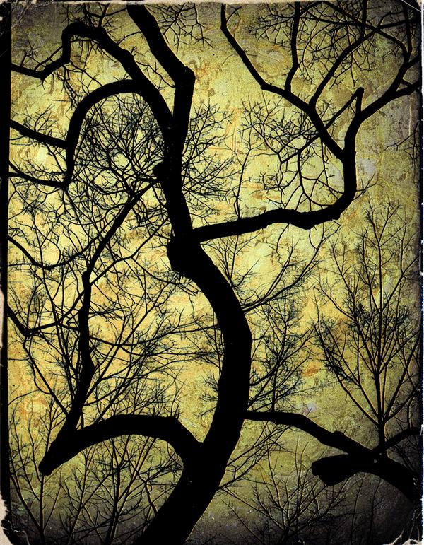 Murmures de la Forêt — Photographie numérique par antoine marelle, meung sur loire