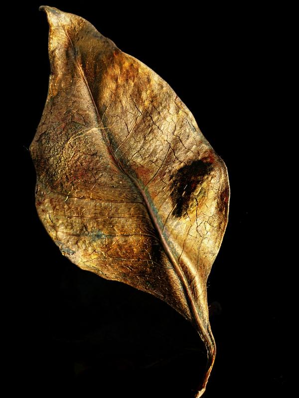 Midas — Photographie numérique par antoine marelle, meung sur loire