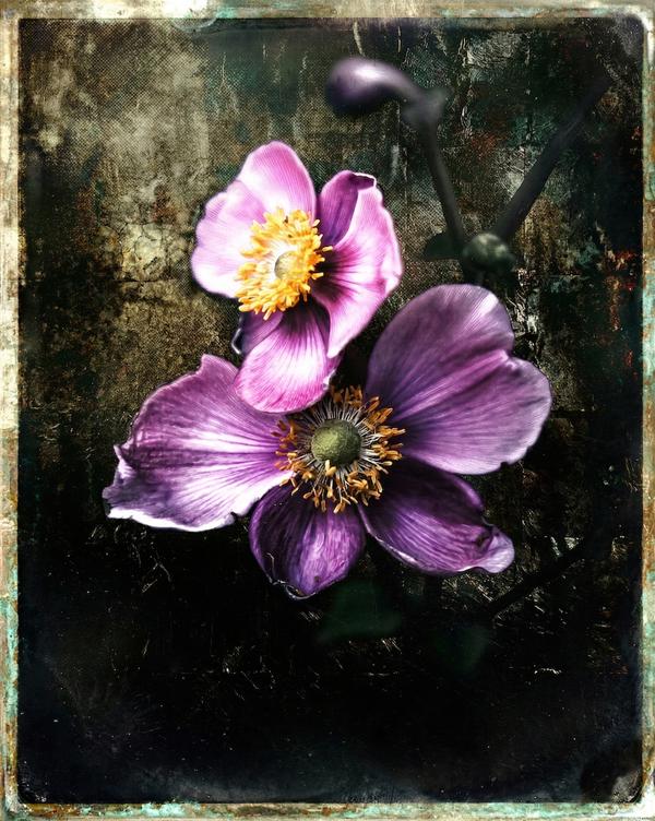 Floraison Nocturne — Art numérique par antoine marelle, meung sur loire