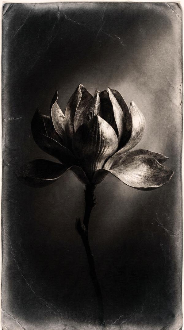 Symphonie de Bronze — Photographie numérique par antoine marelle, meung sur loire