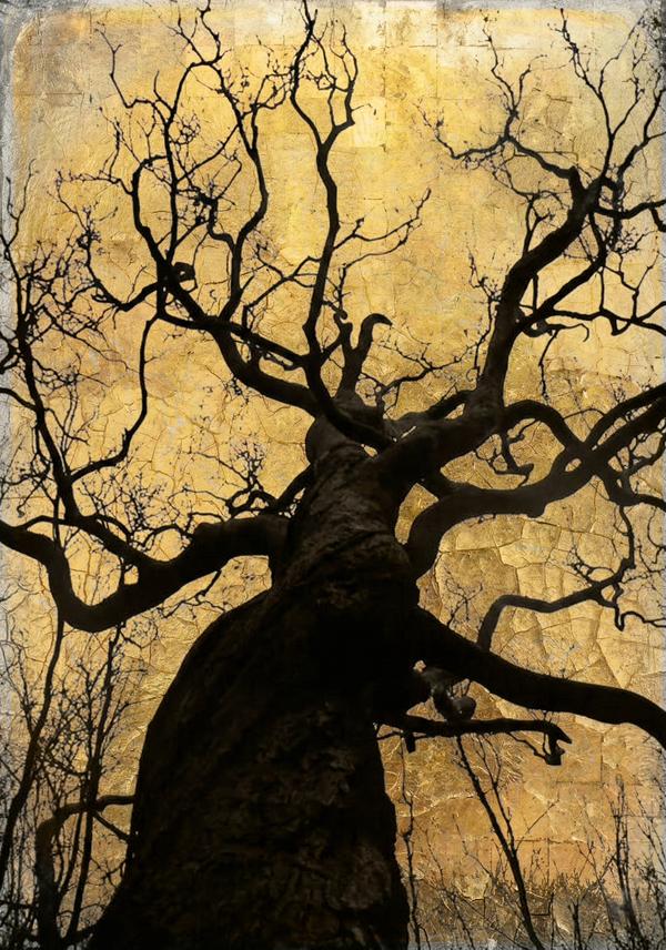 Racines du Ciel — Photographie numérique par antoine marelle, meung sur loire