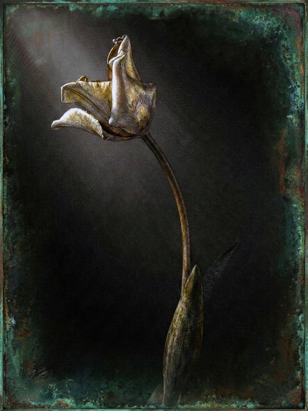 Nature Morte au Clair-Obscur — Photographie numérique par antoine marelle, meung sur loire