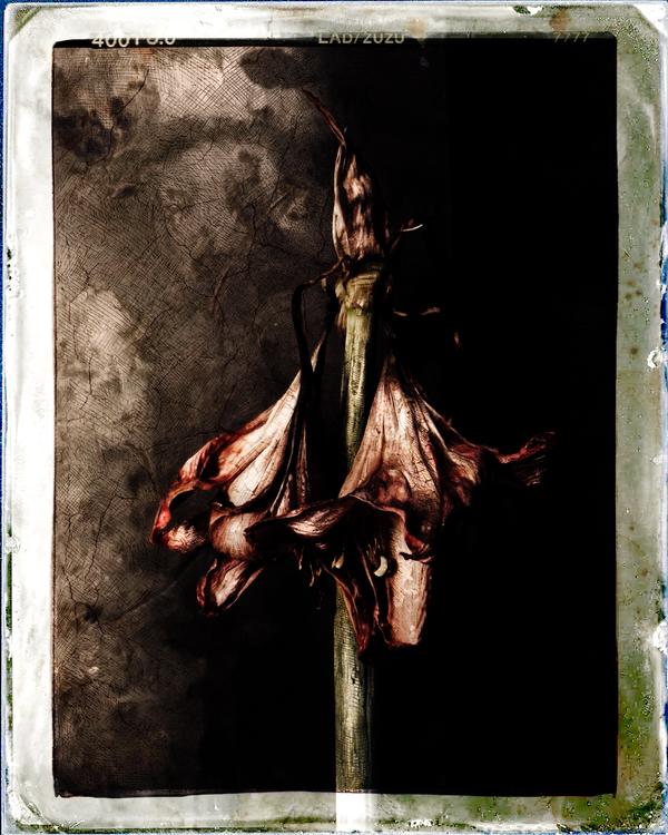 Chiaroscuro Floral — Art numérique par antoine marelle, meung sur loire