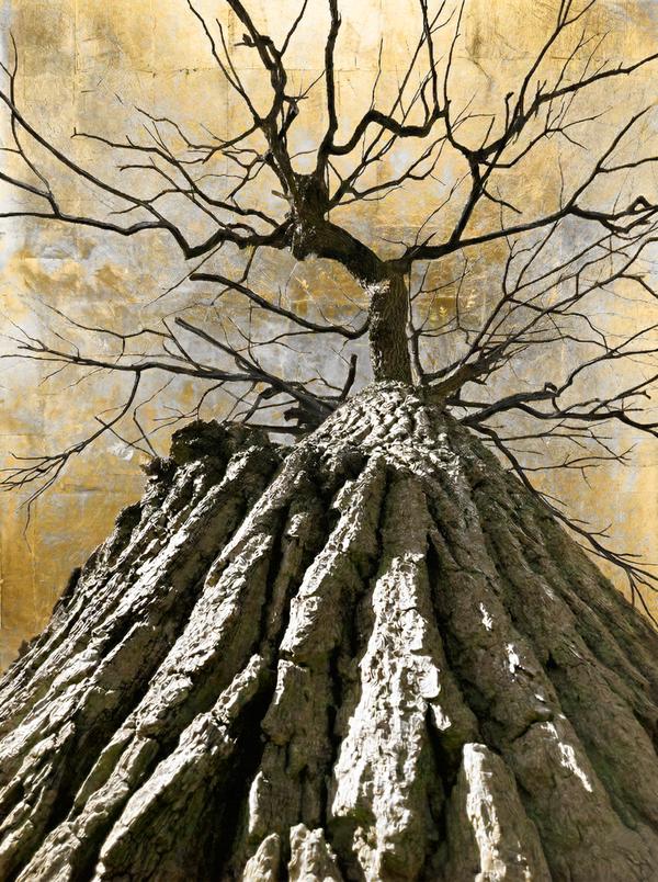 Sève d'Aurore — Photographie numérique par antoine marelle, meung sur loire