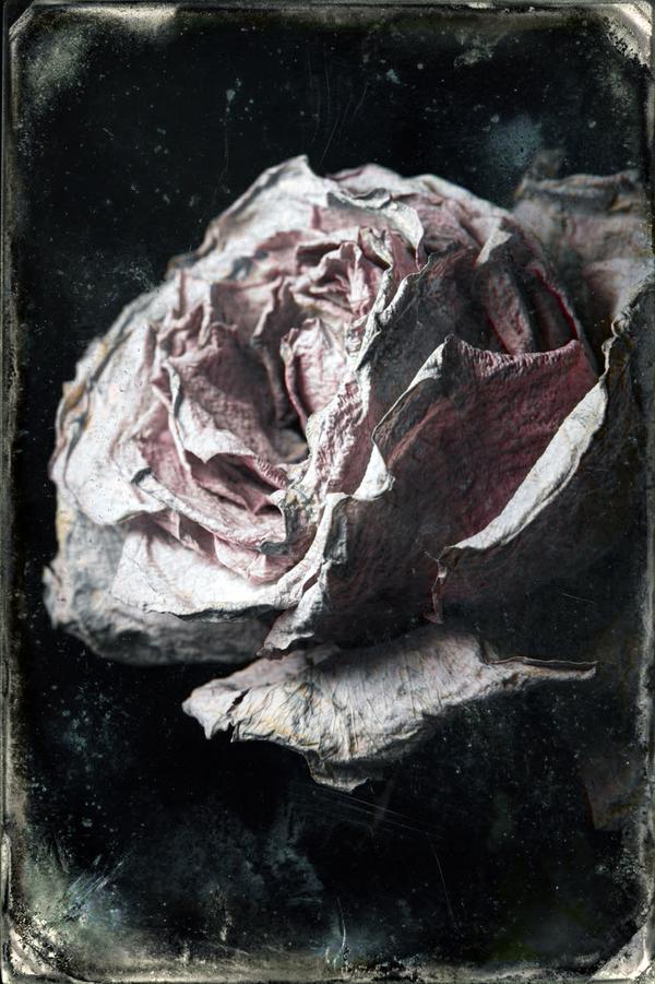 Nature Morte au Présent — Photographie numérique par antoine marelle, meung sur loire