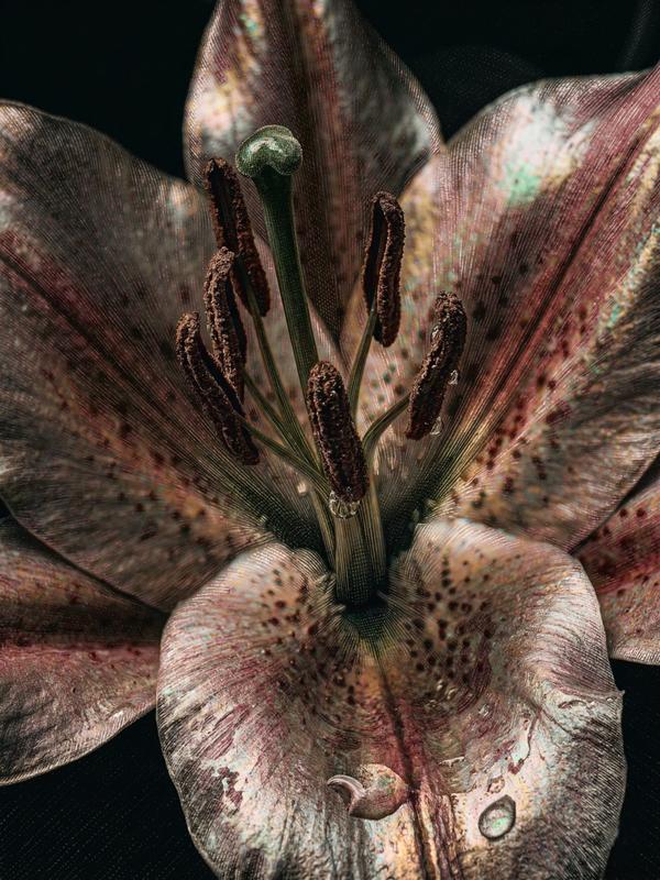 L’âme d’un lys — Photographie numérique par antoine marelle, meung sur loire