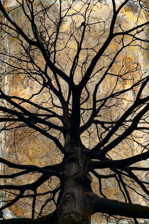 Labyrinthe Organique — Art numérique par antoine marelle, meung sur loire