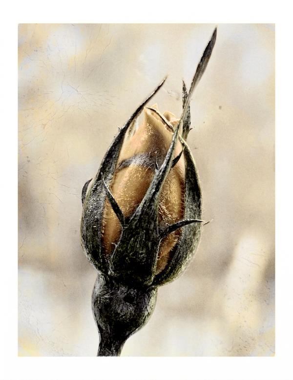 L'Éclat en Sourdine — Photographie numérique par antoine marelle, meung sur loire