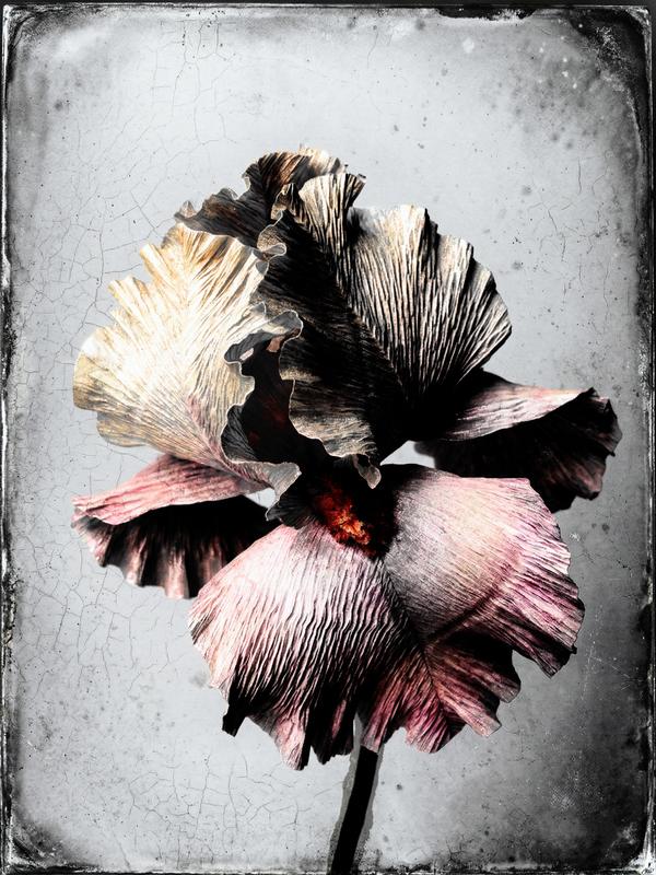 L’iris de parchemin — Photographie numérique par antoine marelle, meung sur loire