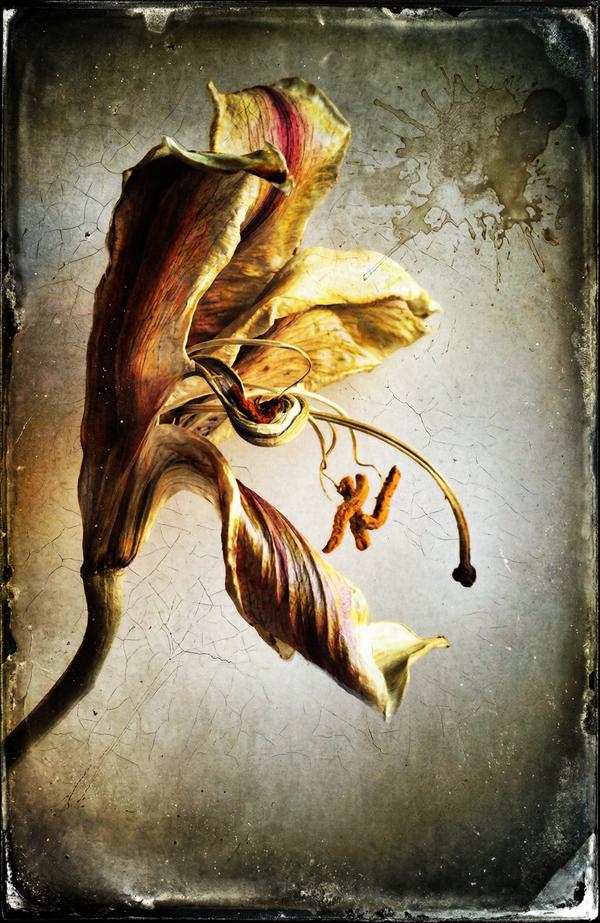 Mémoire de Pétales — Photographie numérique par antoine marelle, meung sur loire