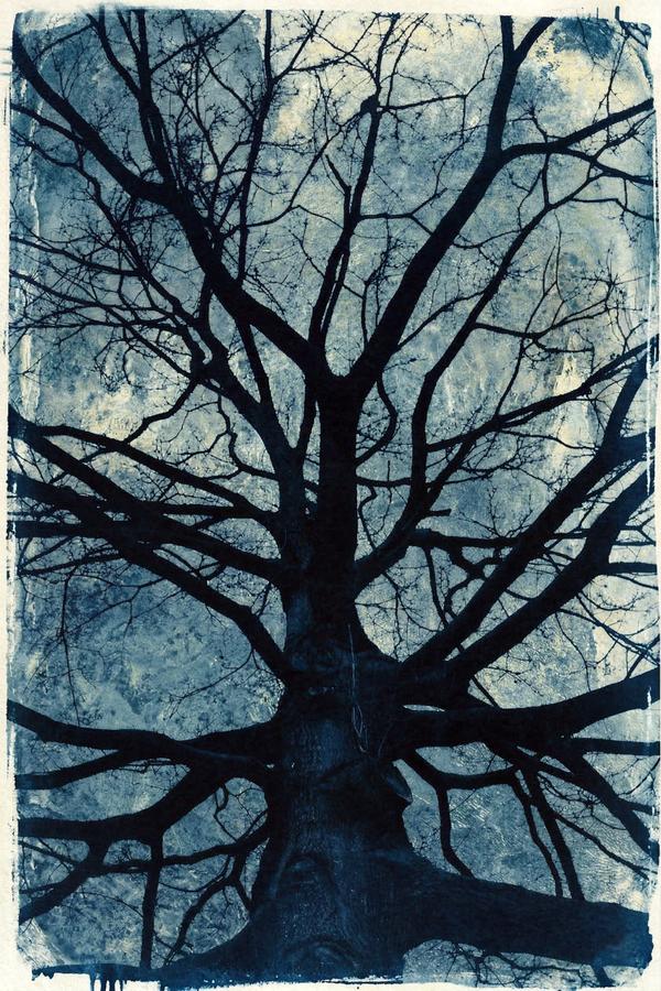 Ramifications — Cyanotype par antoine marelle, meung sur loire