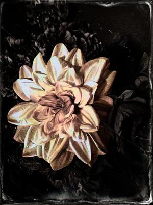 Vestige d'un Jardin Oublié — Photographie numérique