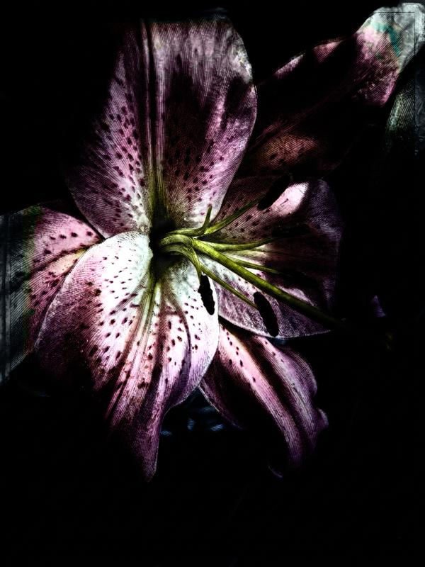 L'éclat dans l'obscurité — Photographie numérique par antoine marelle, meung sur loire